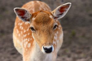 Most Dangerous Animals In Washington And The Pnw 