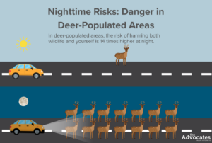 A visual description of In deer-populated areas, the risk of harming both wildlife and yourself is 14 times higher at night.