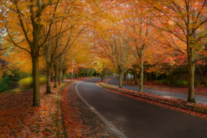 Road in Beaverton Oregon